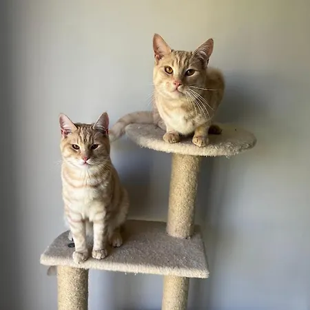 Homestay szállás Private And Ensuite In